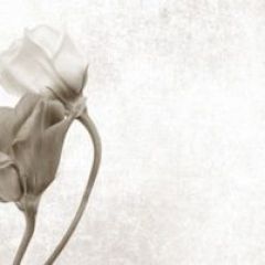 Кухонный фартук Цветы 069 МДФ матовый (3000) Flowers в Покачах - pokachi.mebel24.online | фото