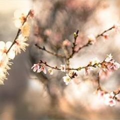 Кухонный фартук Цветы 317 МДФ матовый (3000) Flowers в Покачах - pokachi.mebel24.online | фото